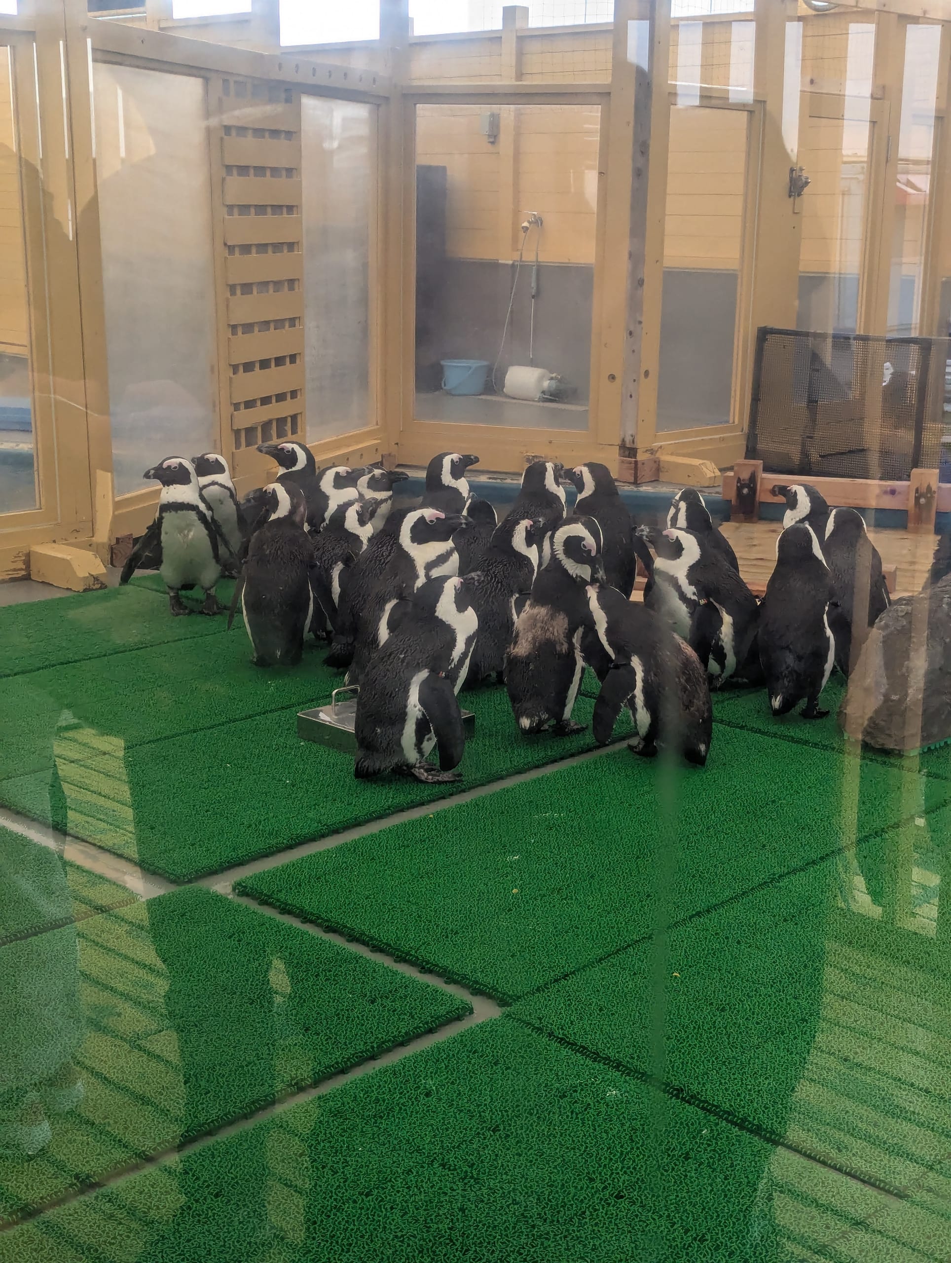 ペンギン