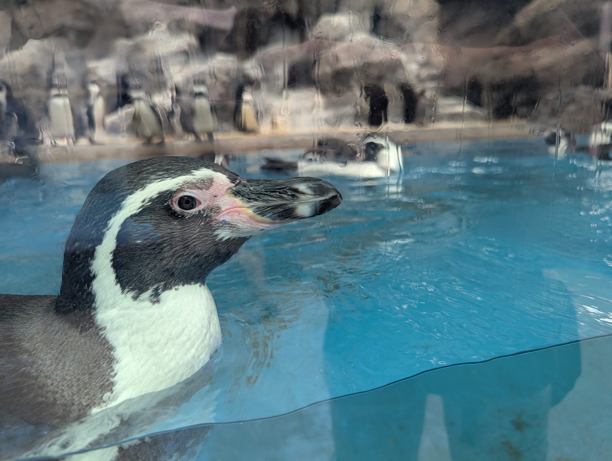 ペンギン